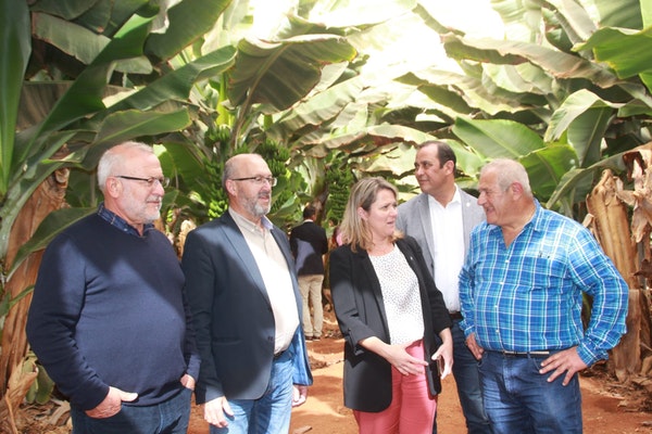 Visita_platanera