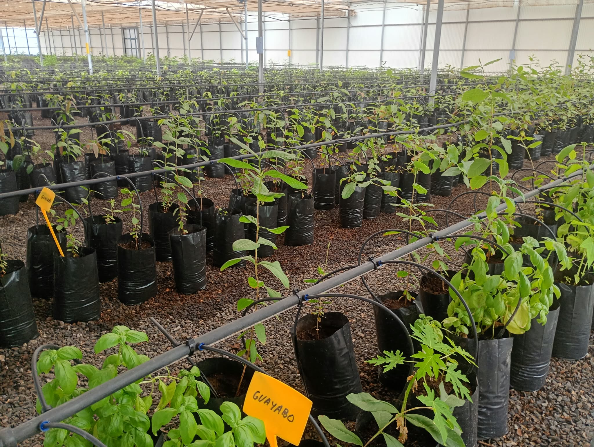 Frutales | Cabildo de Fuerteventura